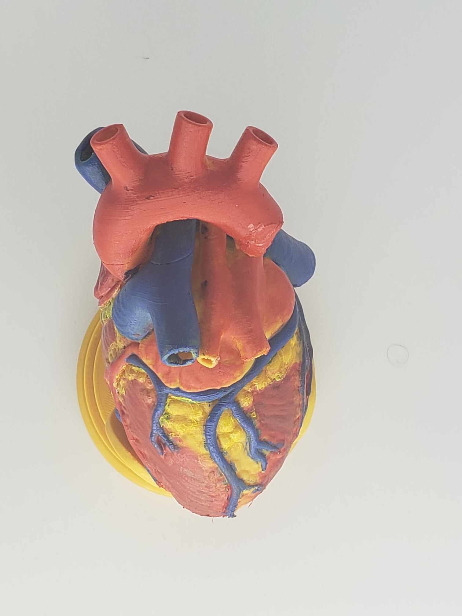 Human Heart Anatomy 3D print model_14