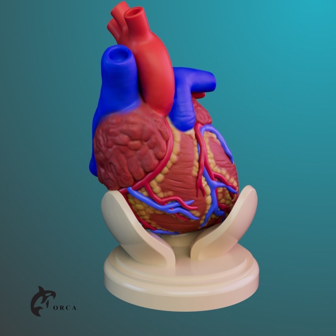Human Heart Anatomy 3D print model_4