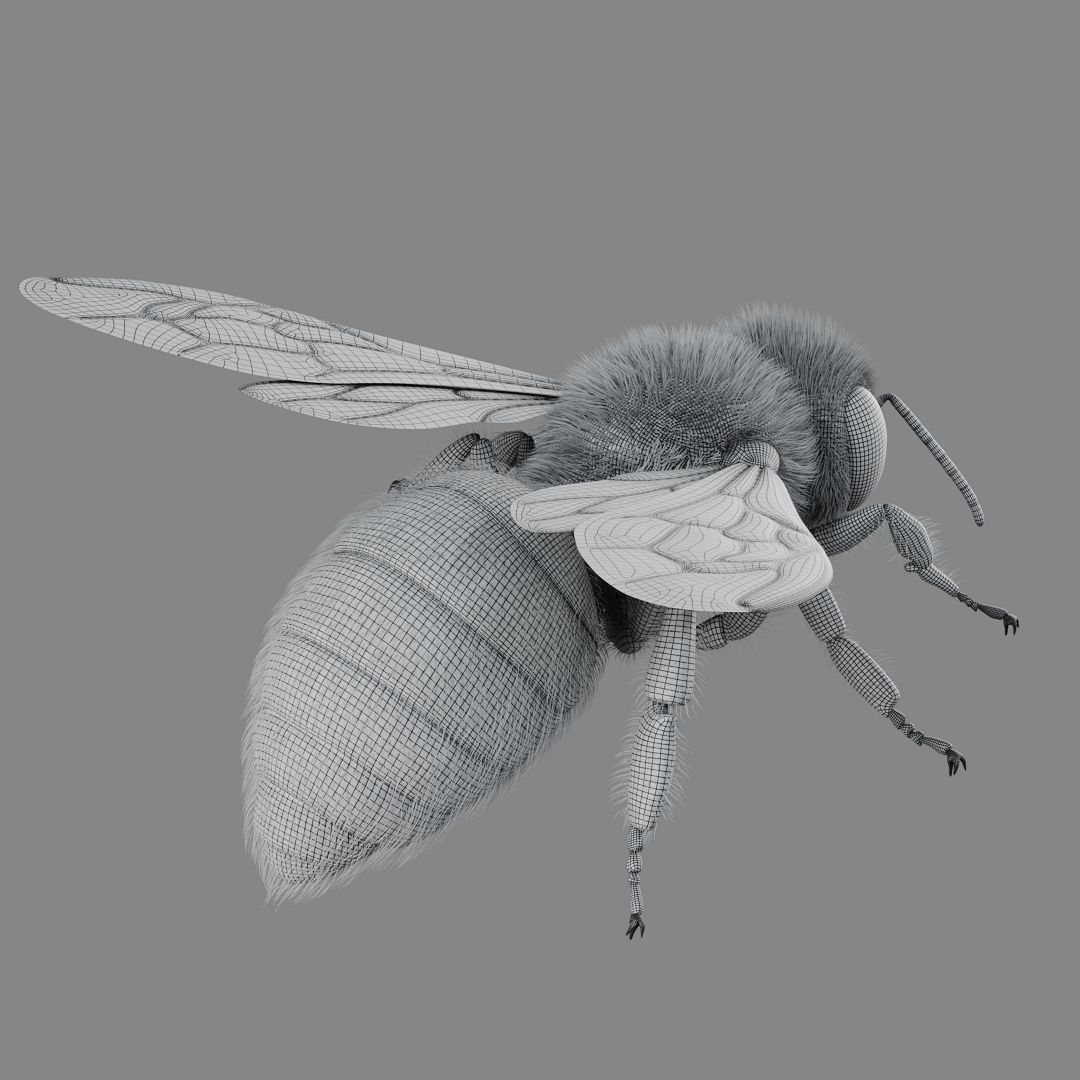 Bee 3D model 3D model_11