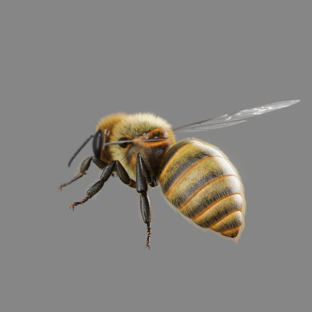Bee 3D model 3D model_6