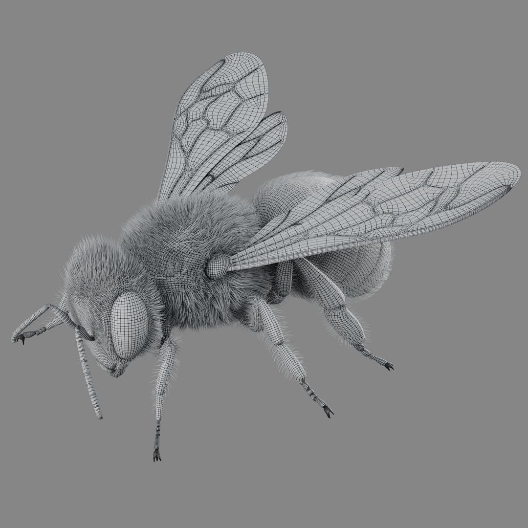 Bee 3D model 3D model_10