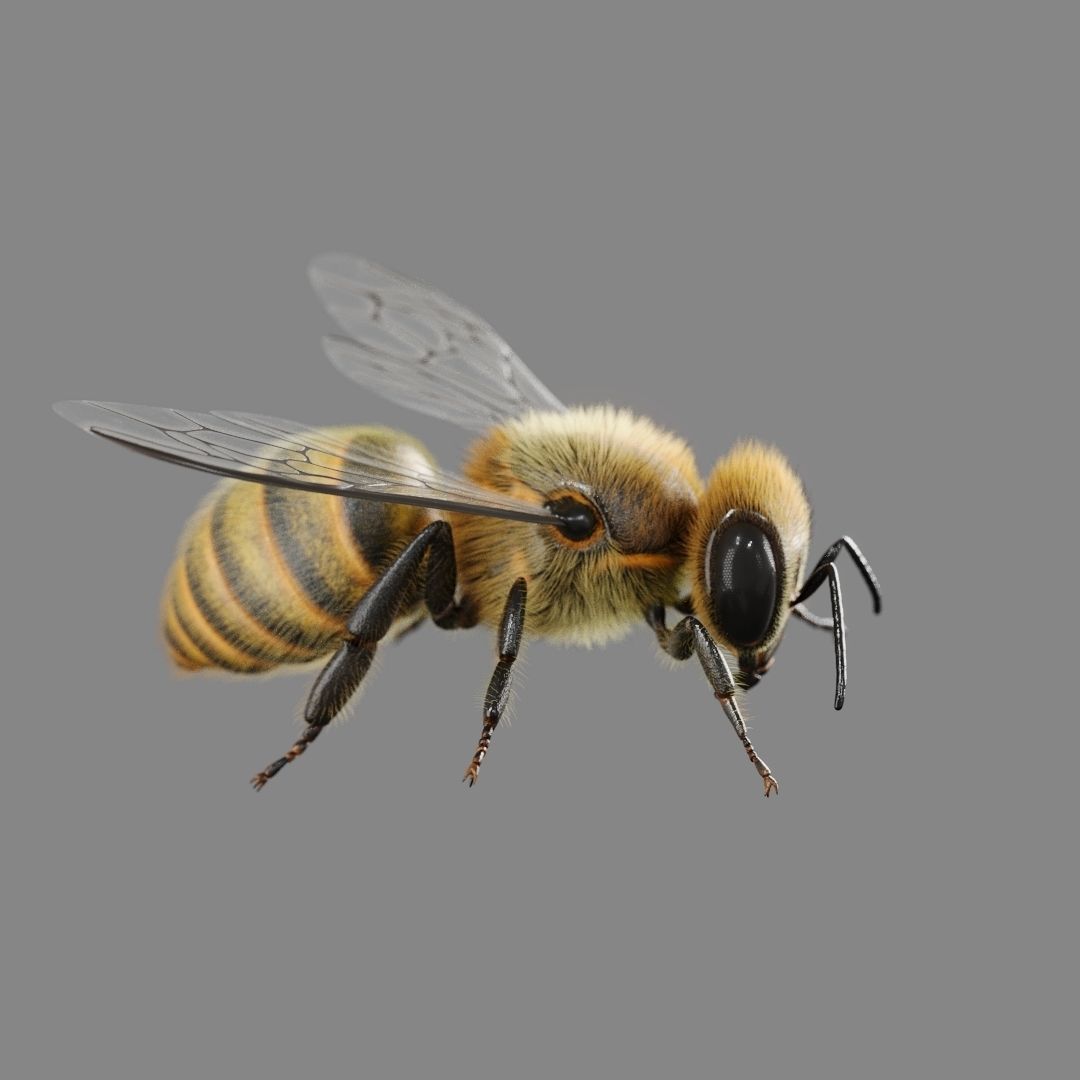 Bee 3D model 3D model_8