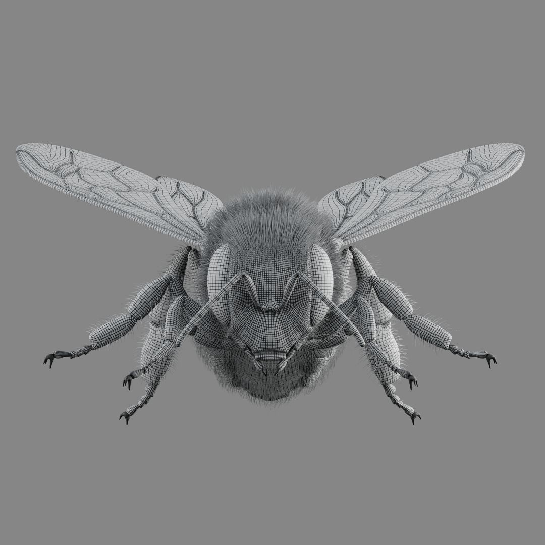 Bee 3D model 3D model_13