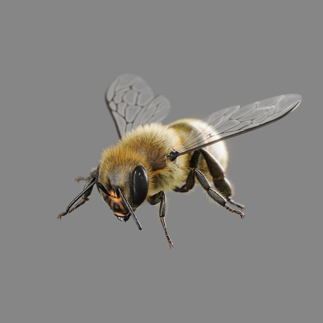 Bee 3D model 3D model_5