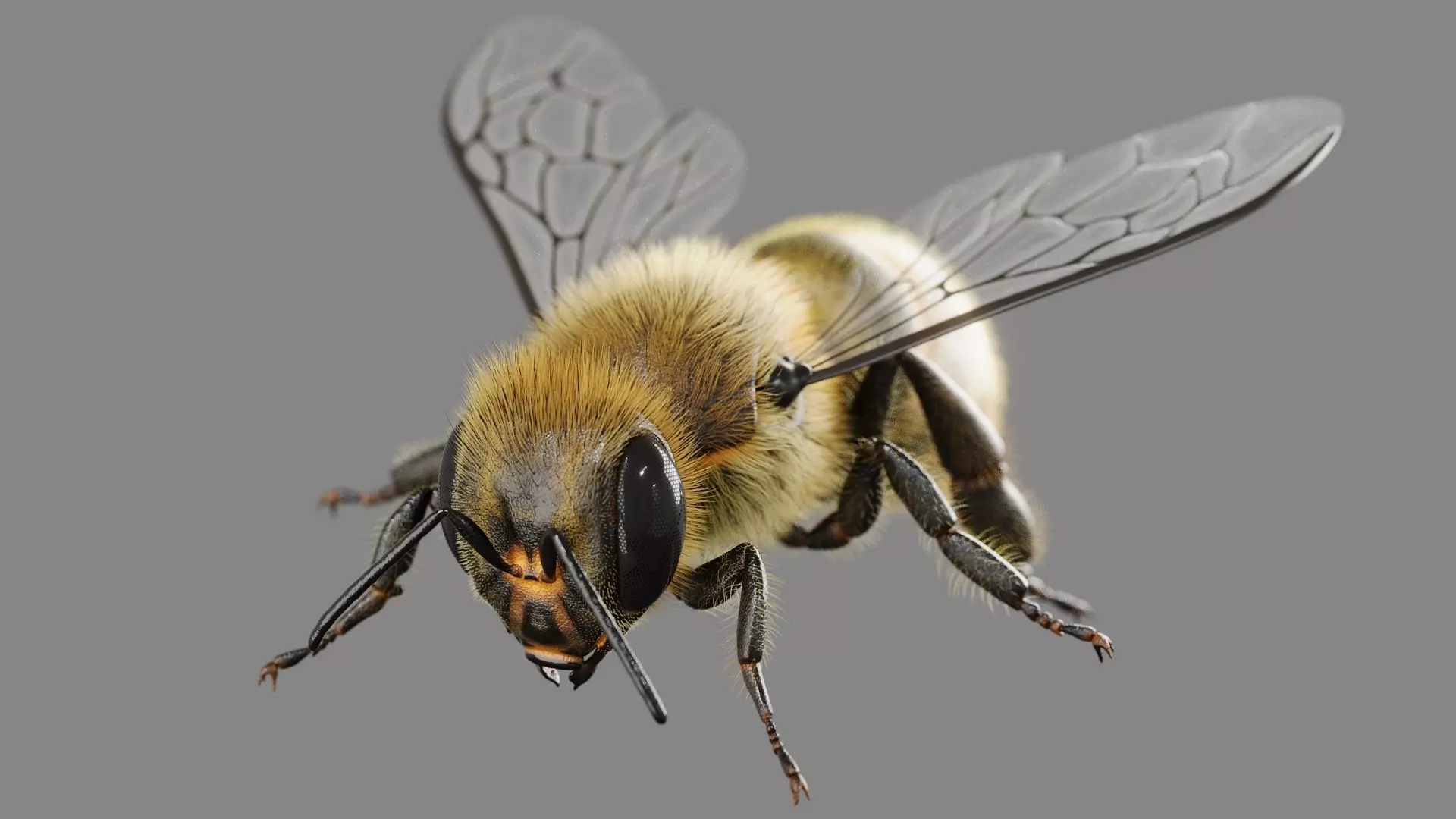 Bee 3D model 3D model_0