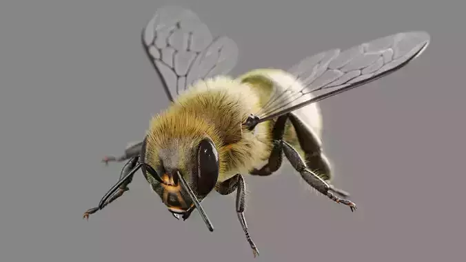 Bee 3D model 3D model