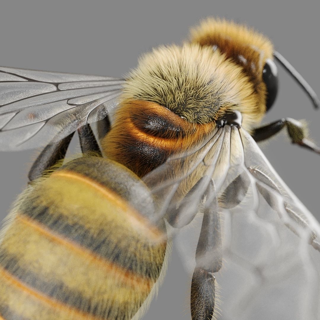 Bee 3D model 3D model_4