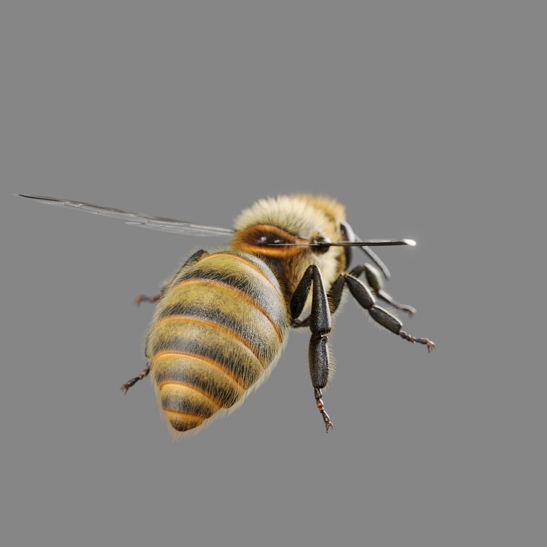 Bee 3D model 3D model_7