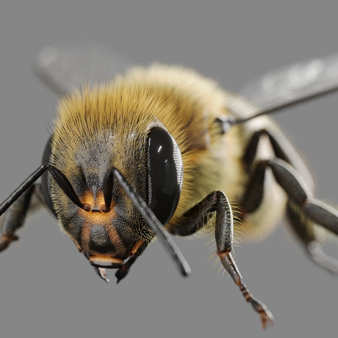 Bee 3D model 3D model_2