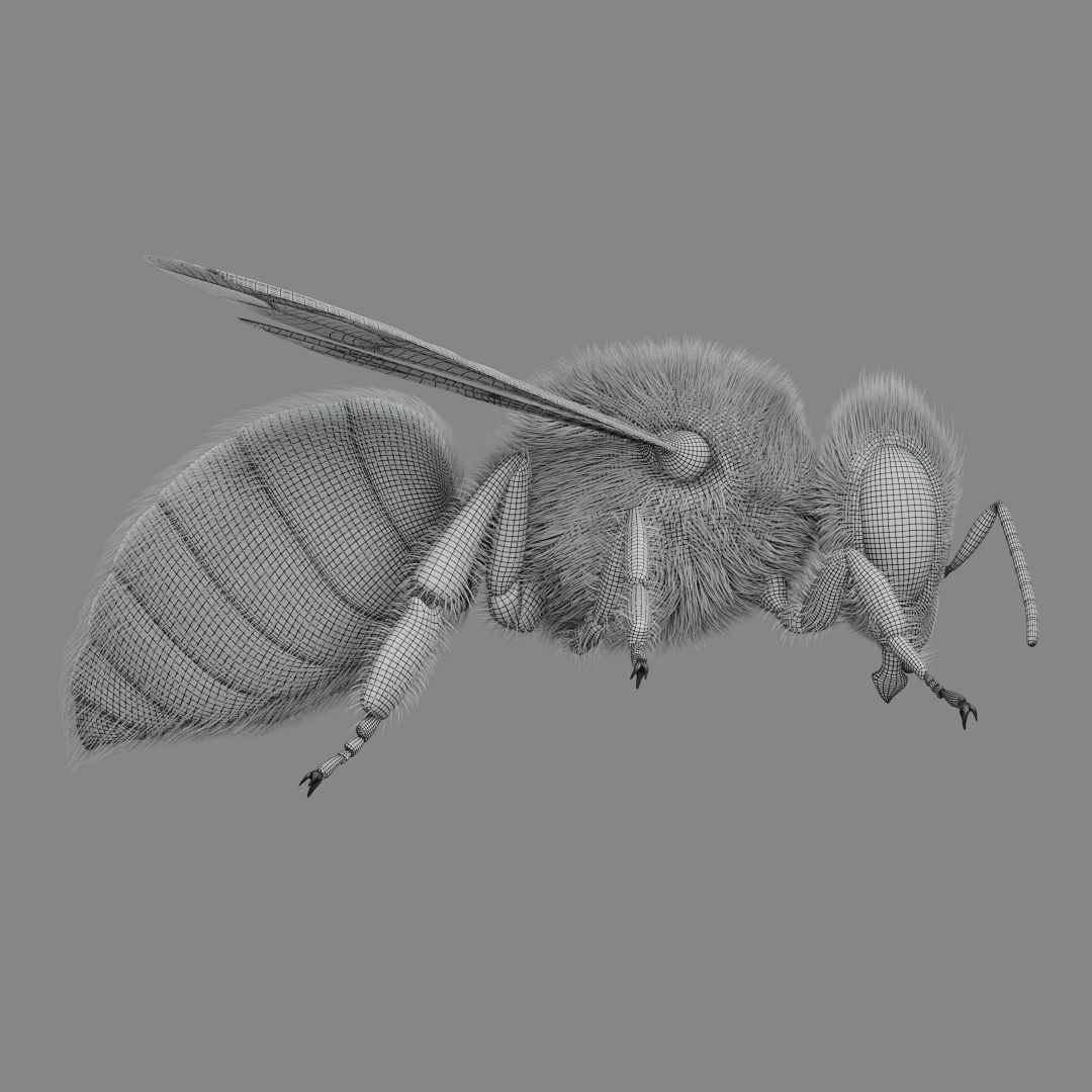 Bee 3D model 3D model_14