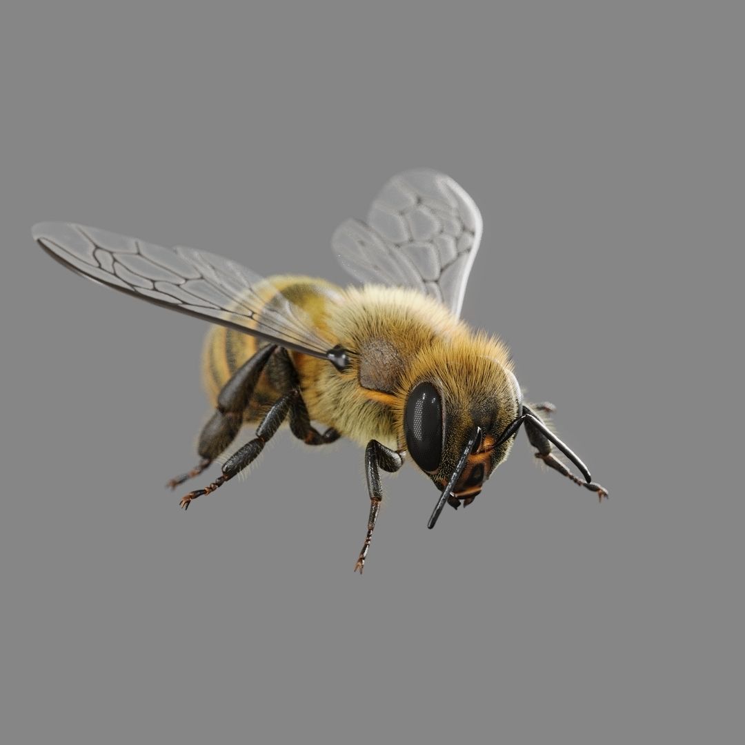 Bee 3D model 3D model_3