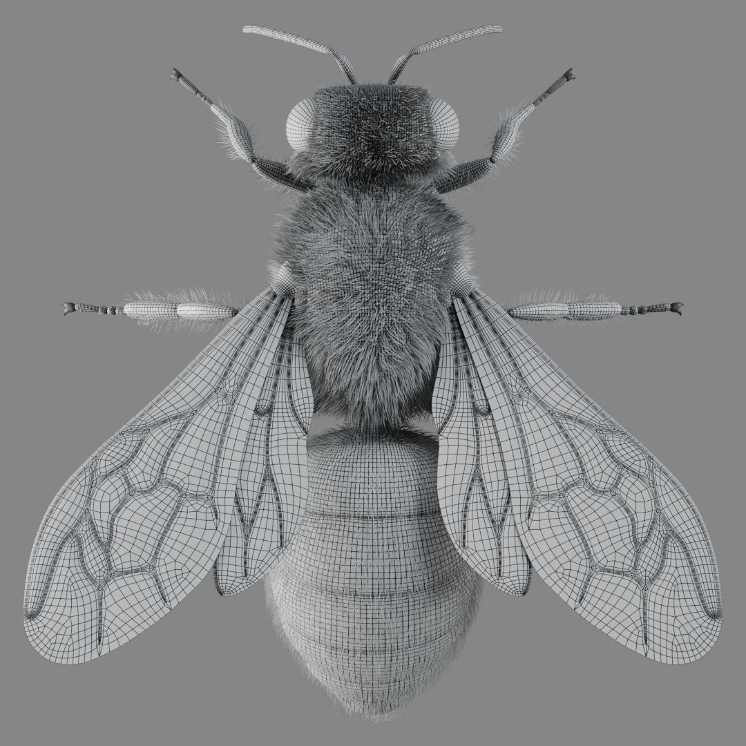 Bee 3D model 3D model_12