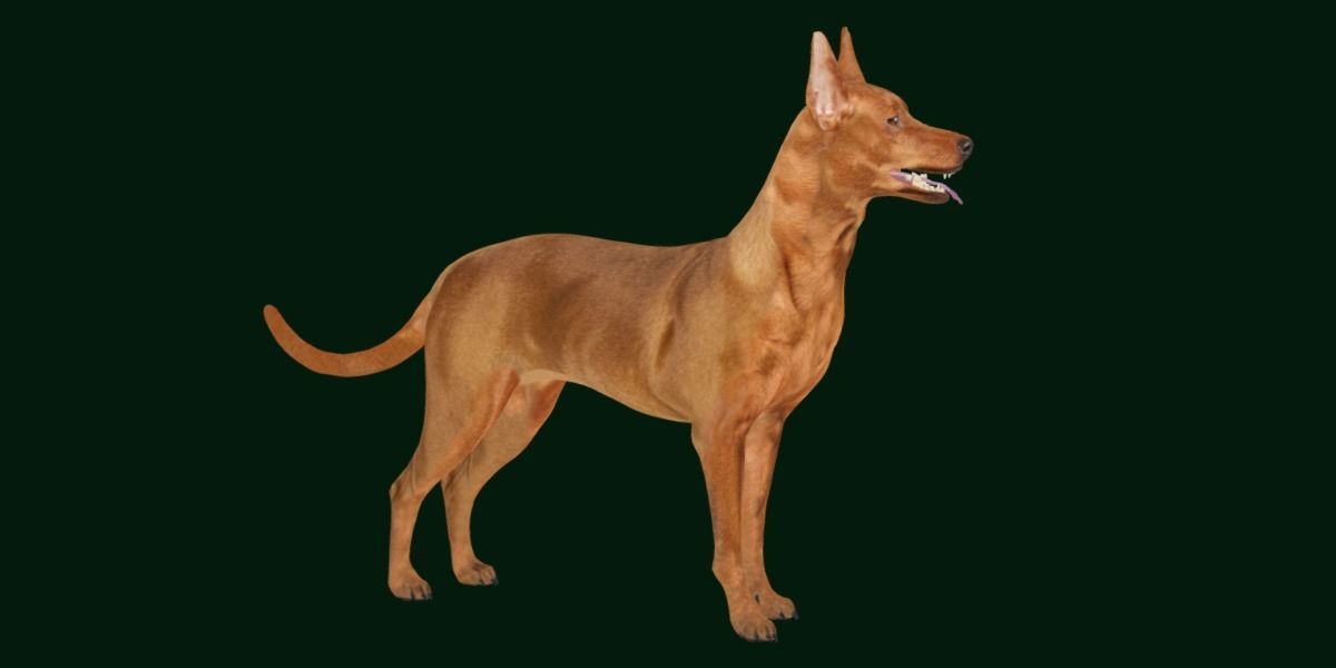 Zwergpinscher Dog Breed 3D model_6
