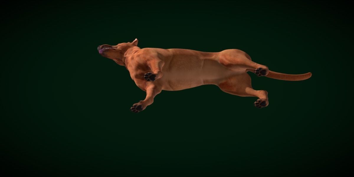 Zwergpinscher Dog Breed 3D model_18