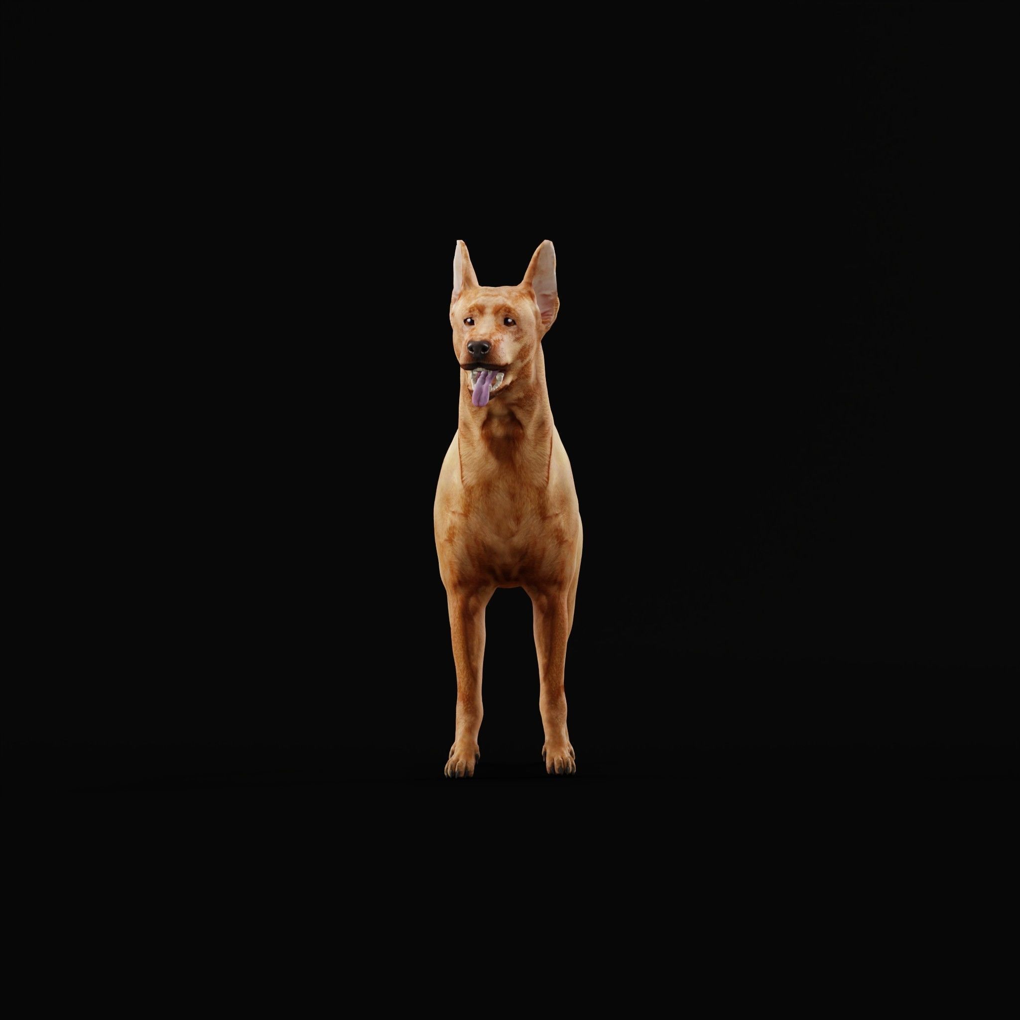 Zwergpinscher Dog Breed 3D model_10