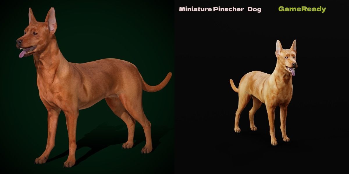 Zwergpinscher Dog Breed 3D model_17