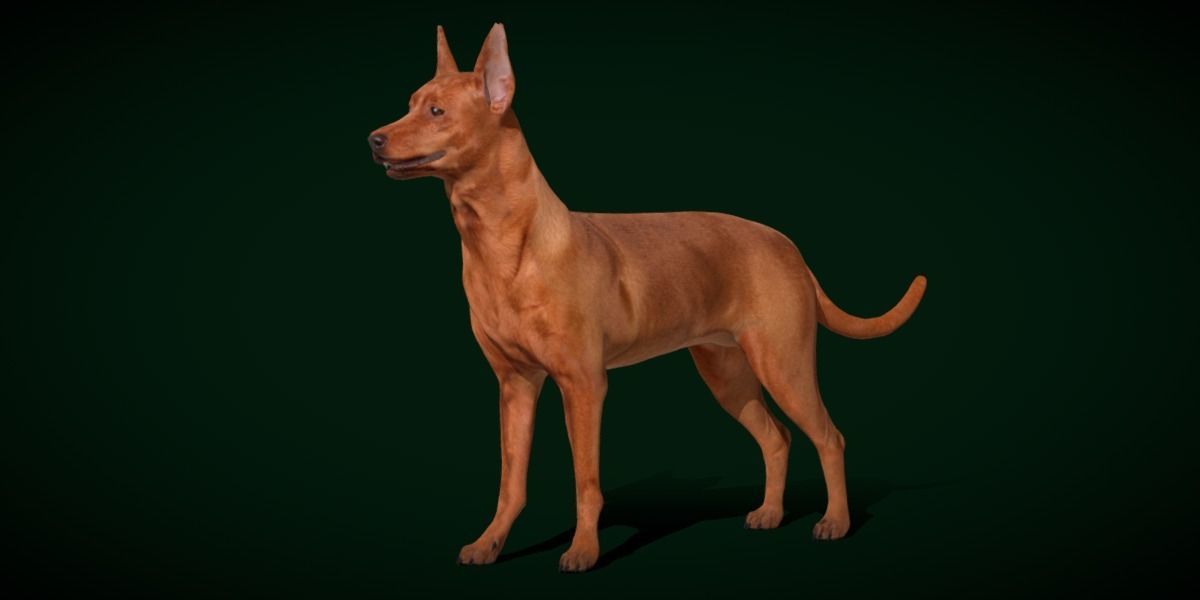 Zwergpinscher Dog Breed 3D model_9