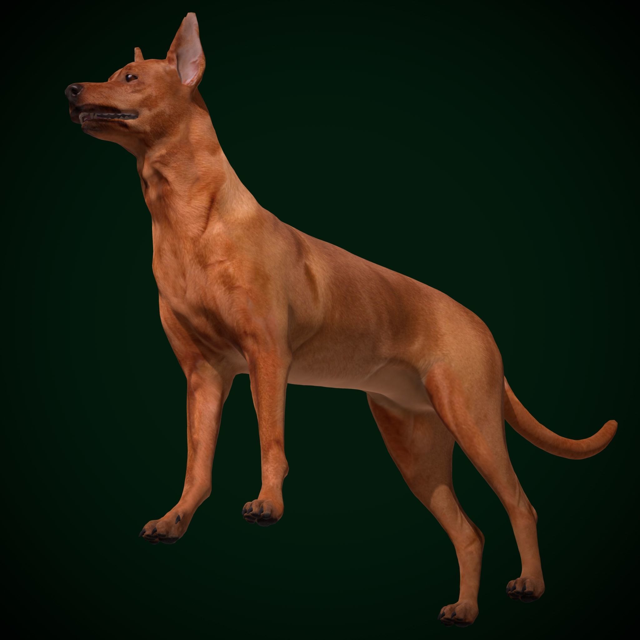 Zwergpinscher Dog Breed 3D model_20