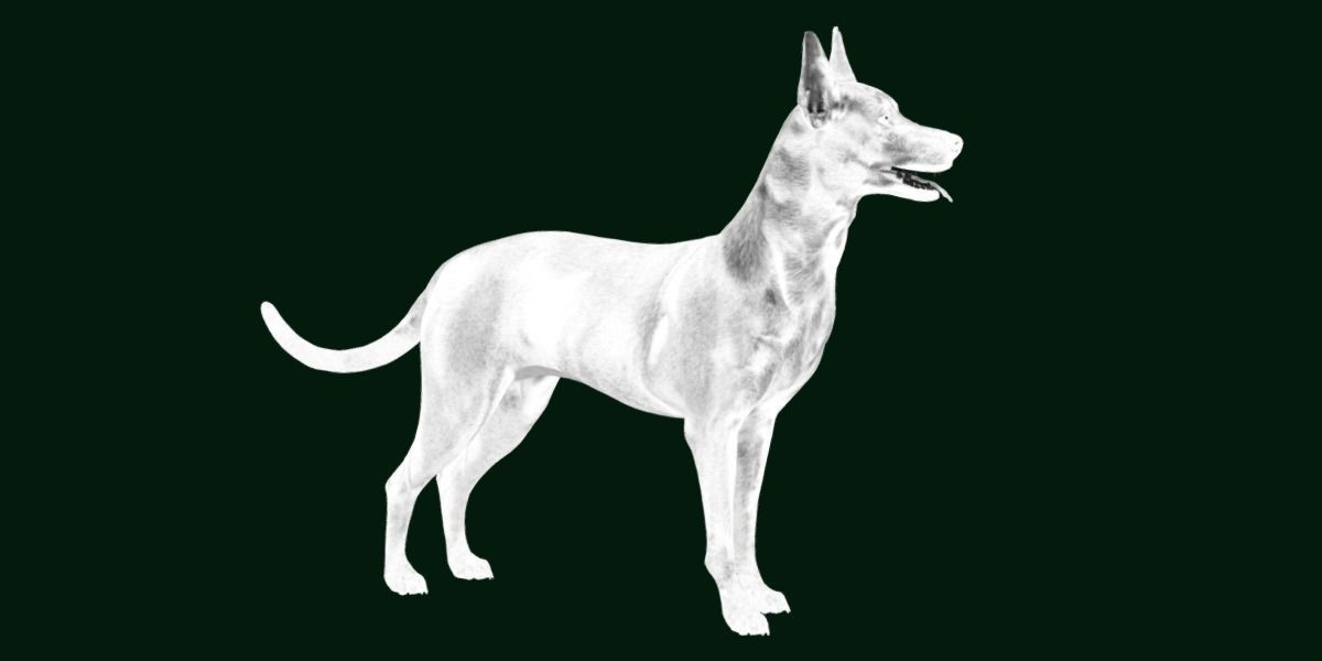 Zwergpinscher Dog Breed 3D model_8