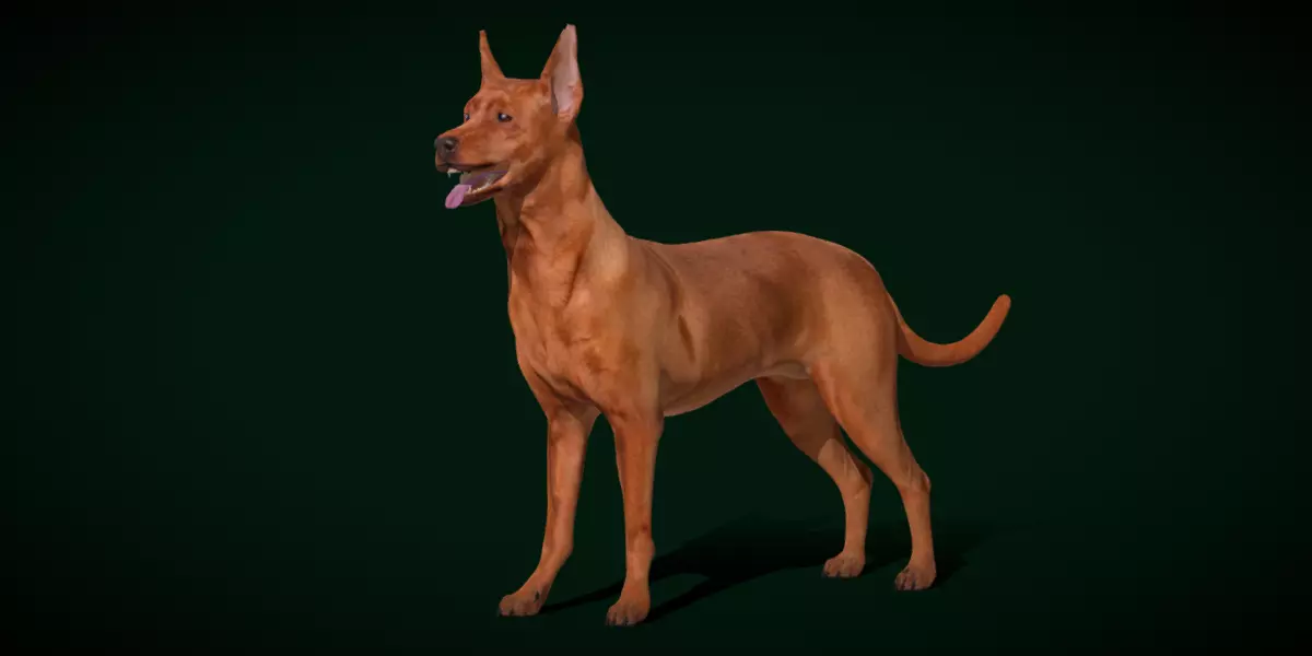 Zwergpinscher Dog Breed 3D model_0