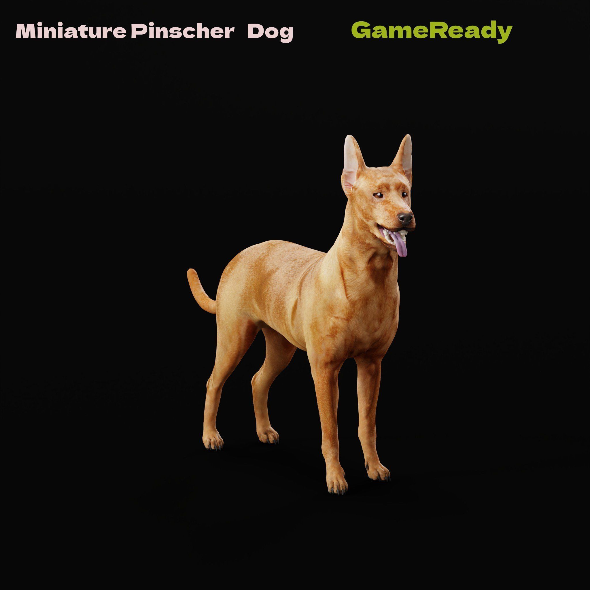 Zwergpinscher Dog Breed 3D model_14