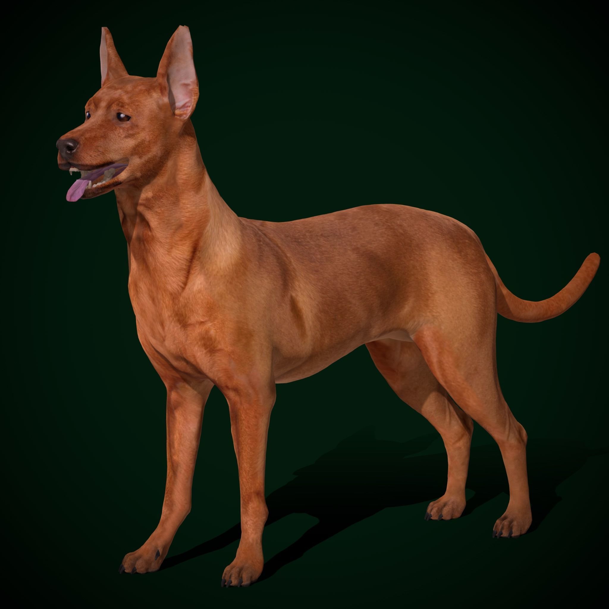 Zwergpinscher Dog Breed 3D model_19
