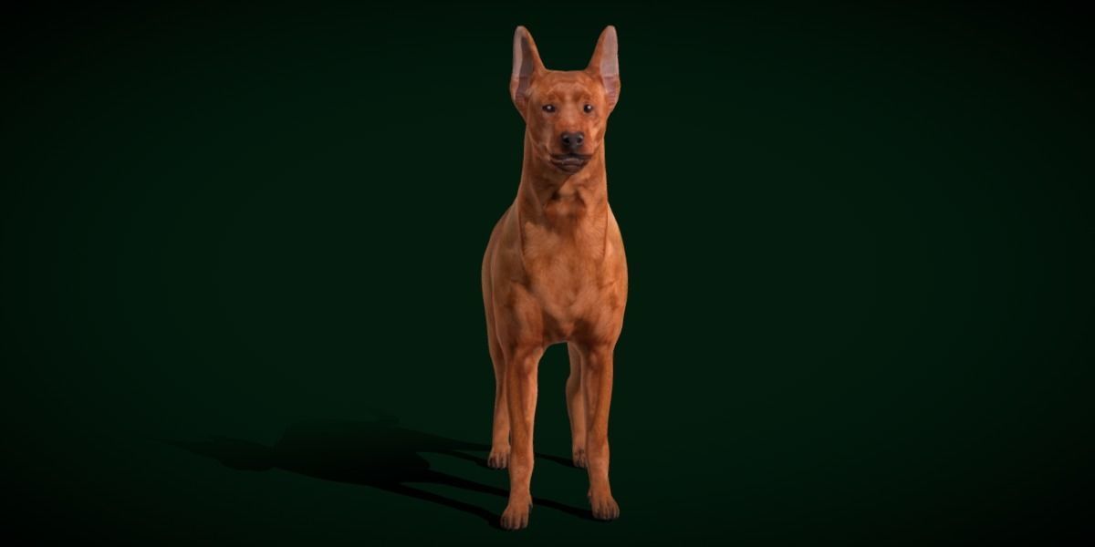 Zwergpinscher Dog Breed 3D model_22