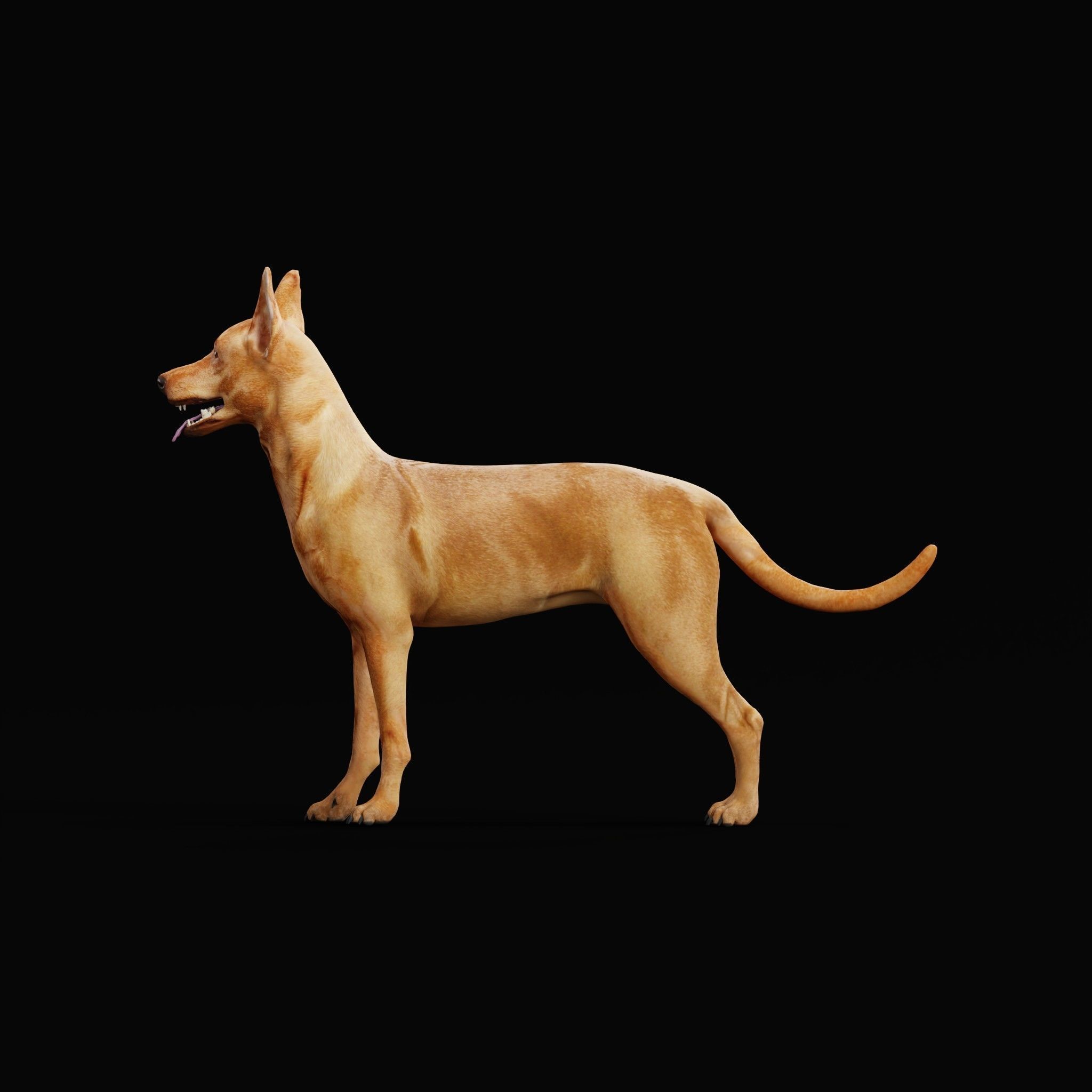 Zwergpinscher Dog Breed 3D model_23