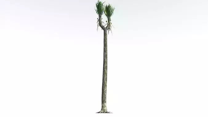 EVERYPlant Sigillaria LowPoly 1 --12 Models-- Low-poly 3D model