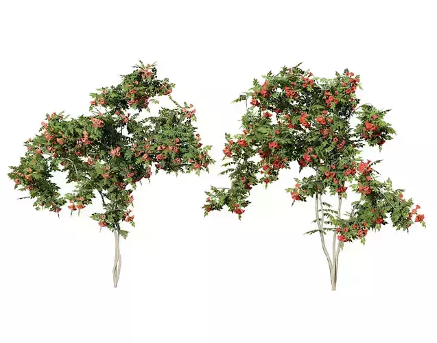 Climbing Campsis Radicans Vine 3D Models Low-poly 3D model