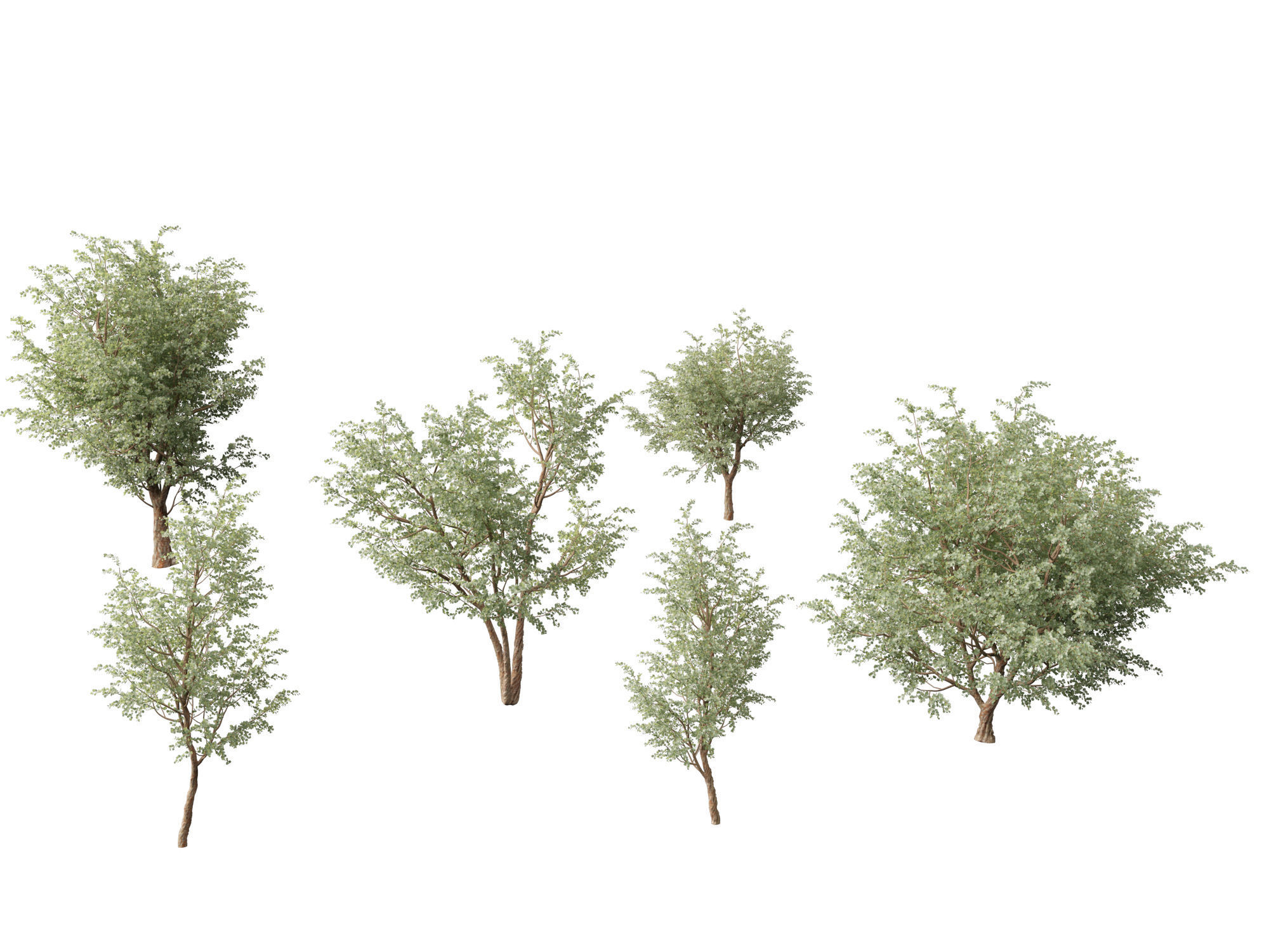 Eucalyptus cinerea - Argyle apple 3D model_7