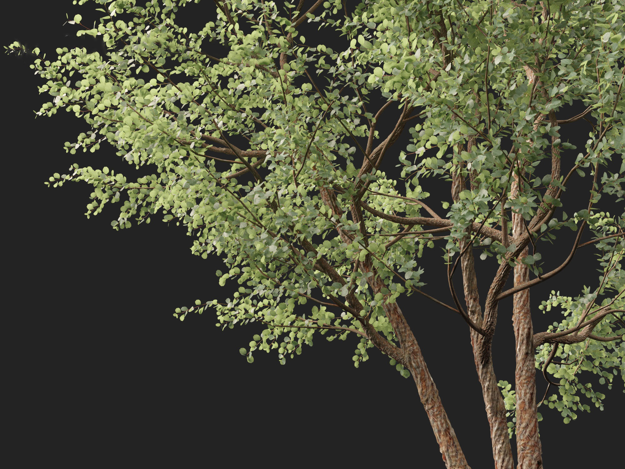 Eucalyptus cinerea - Argyle apple 3D model_1