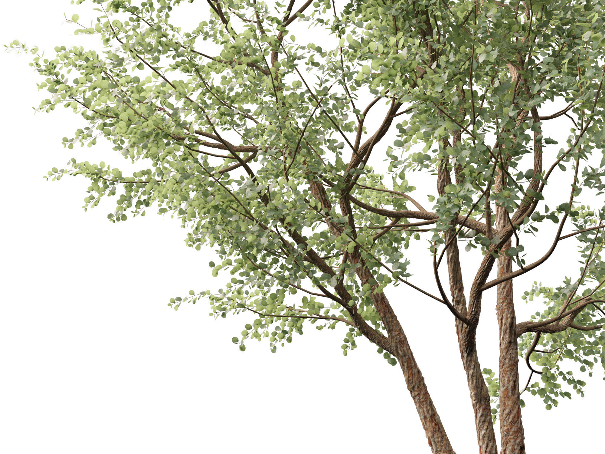 Eucalyptus cinerea - Argyle apple 3D model_9