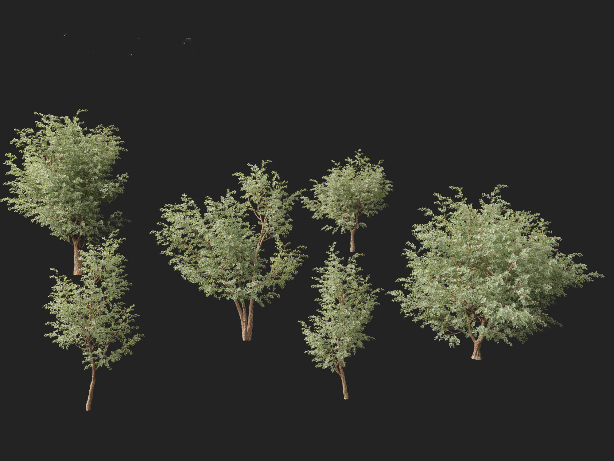 Eucalyptus cinerea - Argyle apple 3D model_8