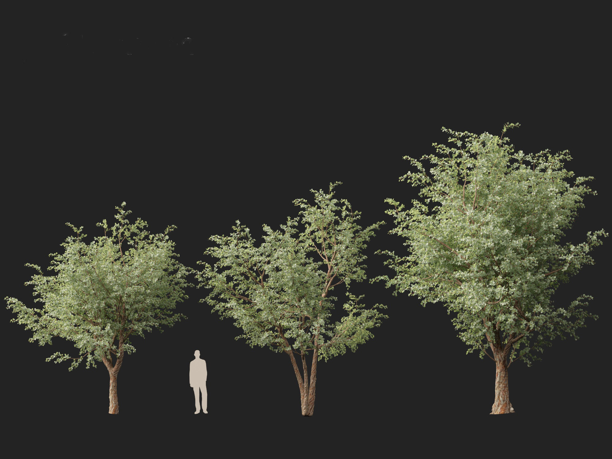 Eucalyptus cinerea - Argyle apple 3D model_6