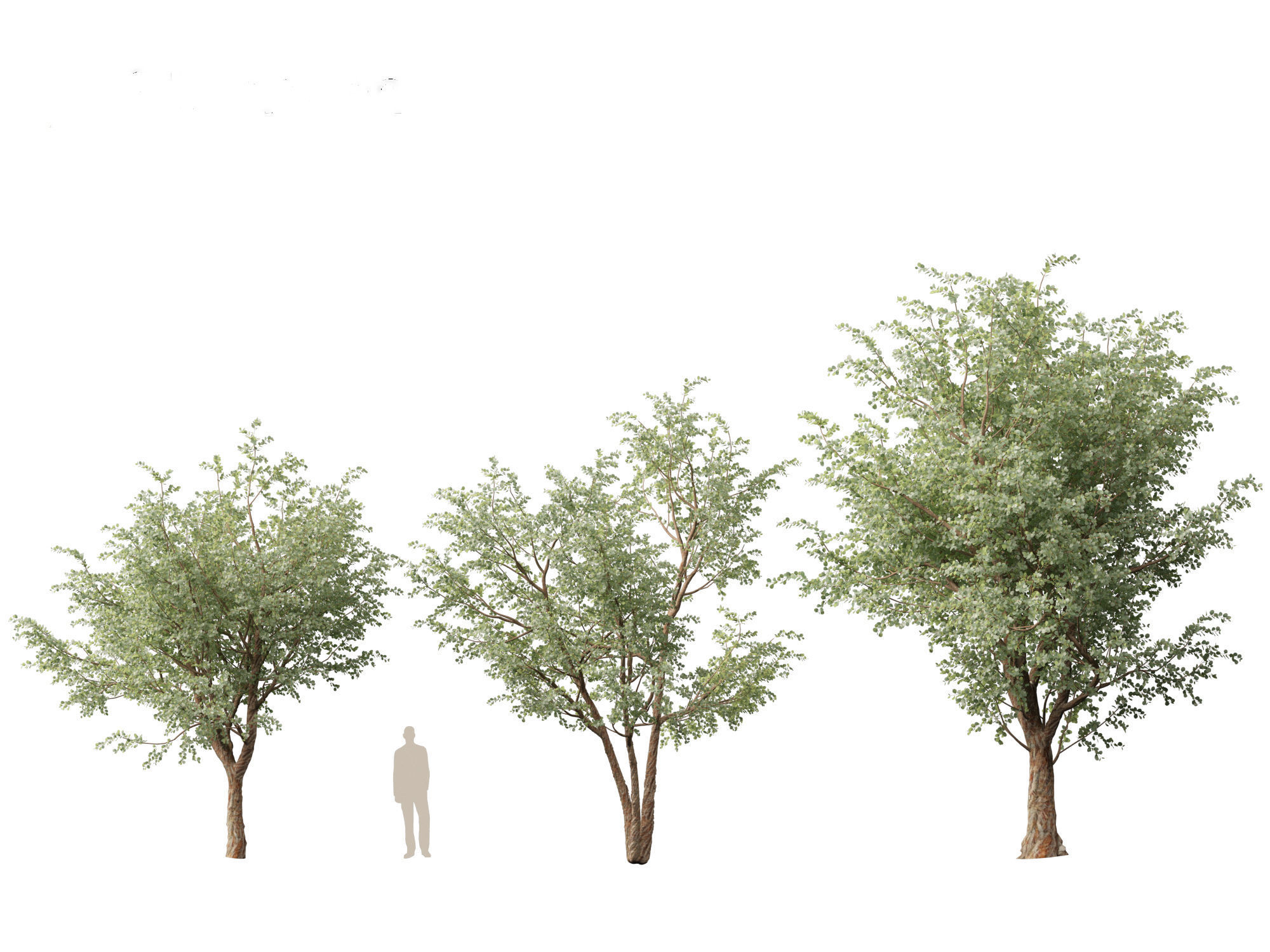 Eucalyptus cinerea - Argyle apple 3D model_5