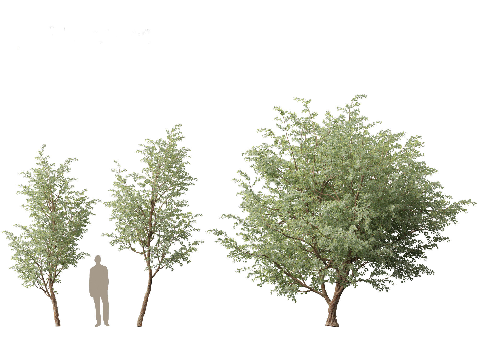 Eucalyptus cinerea - Argyle apple 3D model_3