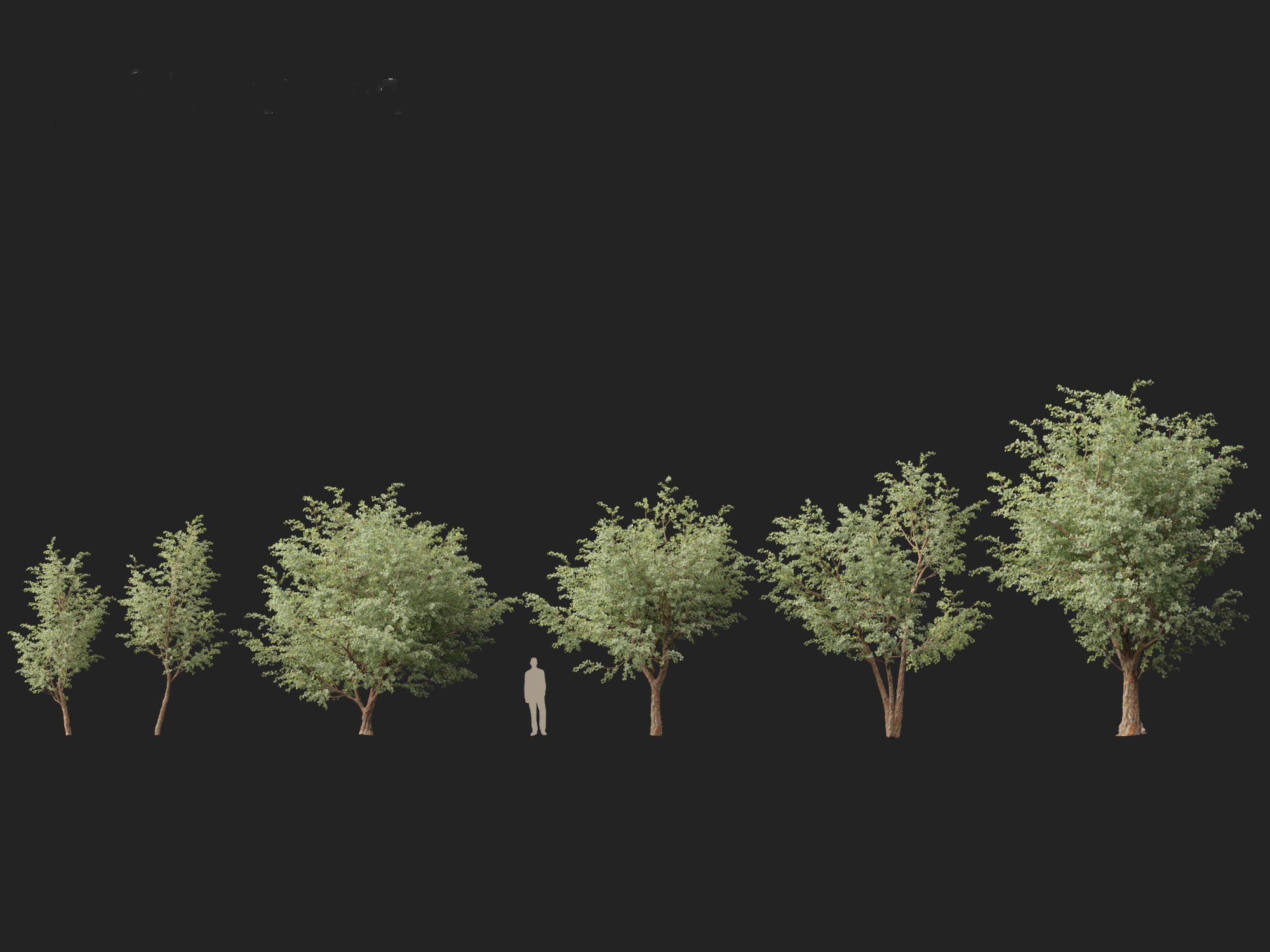 Eucalyptus cinerea - Argyle apple 3D model_2