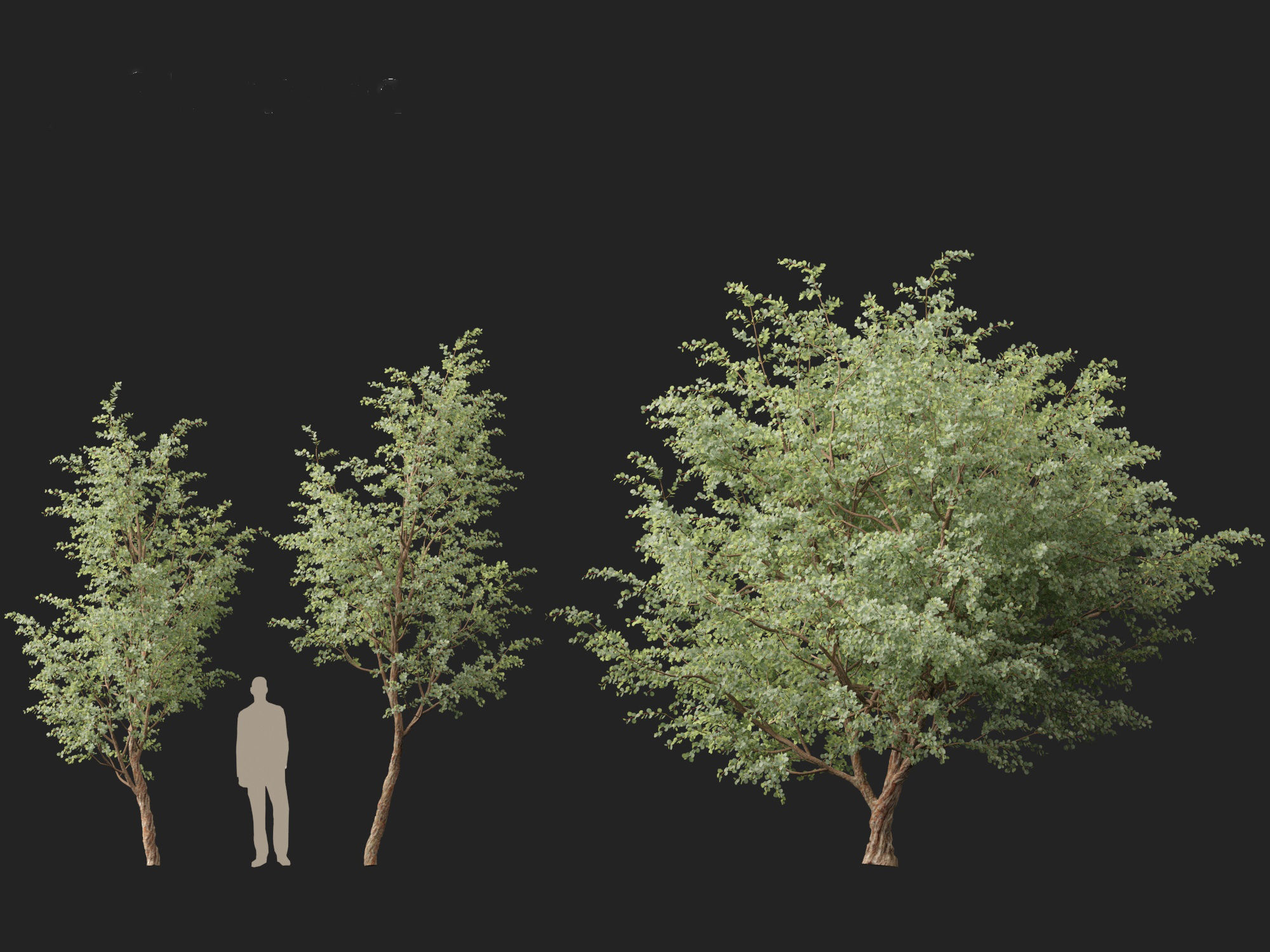 Eucalyptus cinerea - Argyle apple 3D model_4