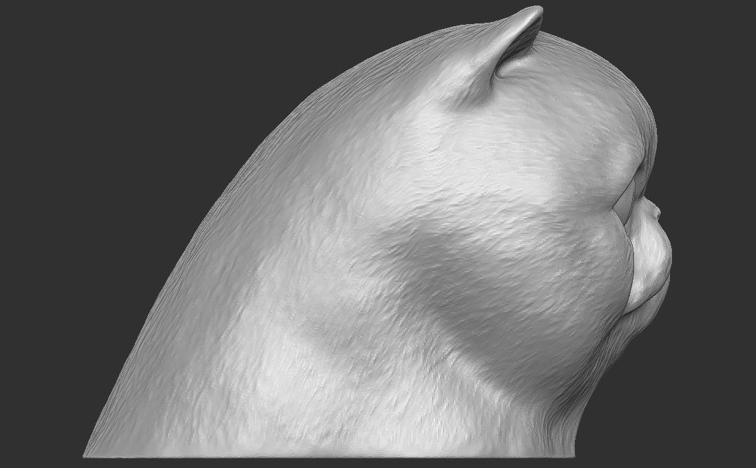 Exotic Shorthair cat head for 3D printing 3D print model_7
