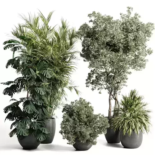 indoor plant set 452 plant bush monstera tree vase dirty 