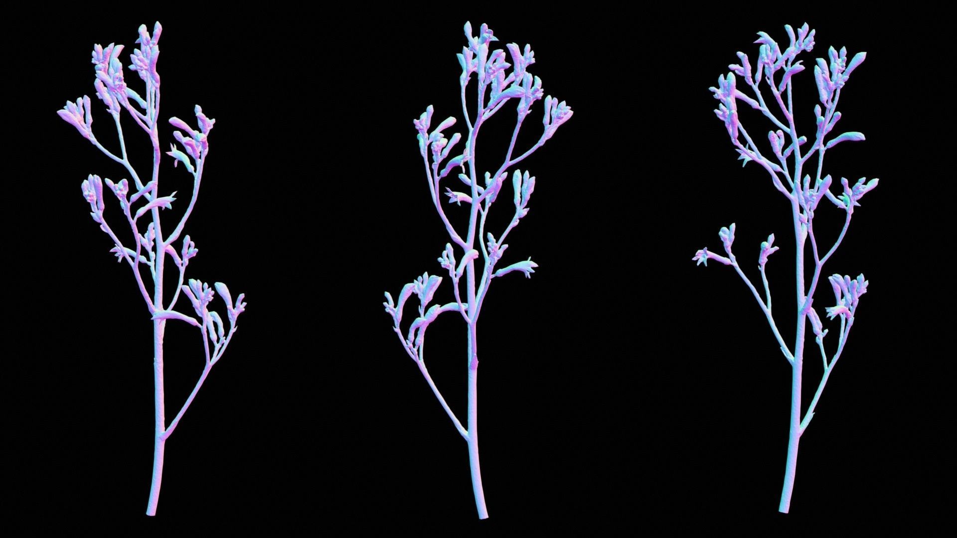 Tall Kangaroo Paw Australian Sword Lily Anigozanthos Flavidus Low-poly 3D model_12