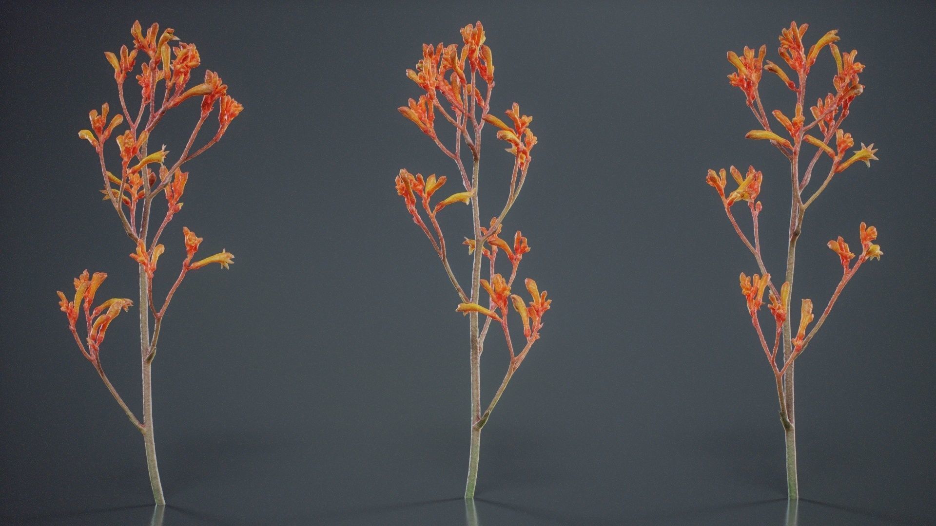 Tall Kangaroo Paw Australian Sword Lily Anigozanthos Flavidus Low-poly 3D model_5
