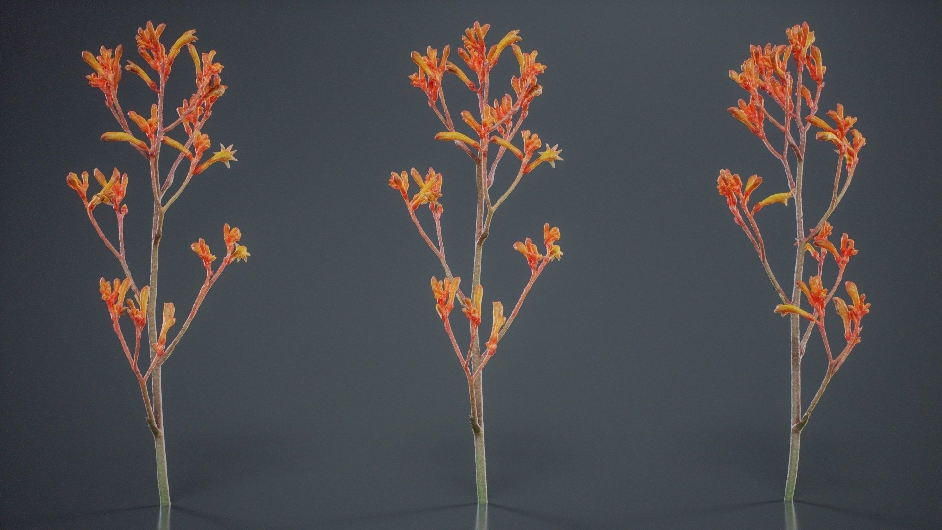 Tall Kangaroo Paw Australian Sword Lily Anigozanthos Flavidus Low-poly 3D model_3