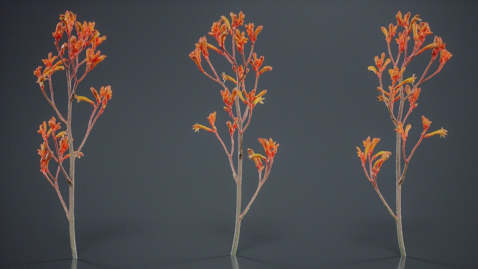 Tall Kangaroo Paw Australian Sword Lily Anigozanthos Flavidus Low-poly 3D model_7