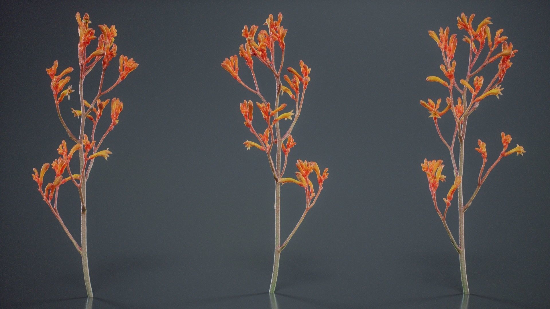 Tall Kangaroo Paw Australian Sword Lily Anigozanthos Flavidus Low-poly 3D model_6