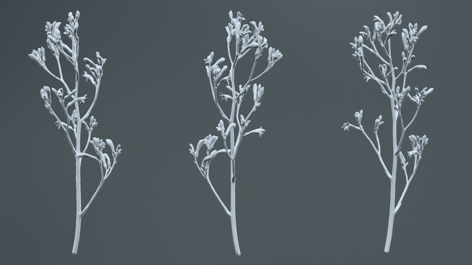 Tall Kangaroo Paw Australian Sword Lily Anigozanthos Flavidus Low-poly 3D model_13
