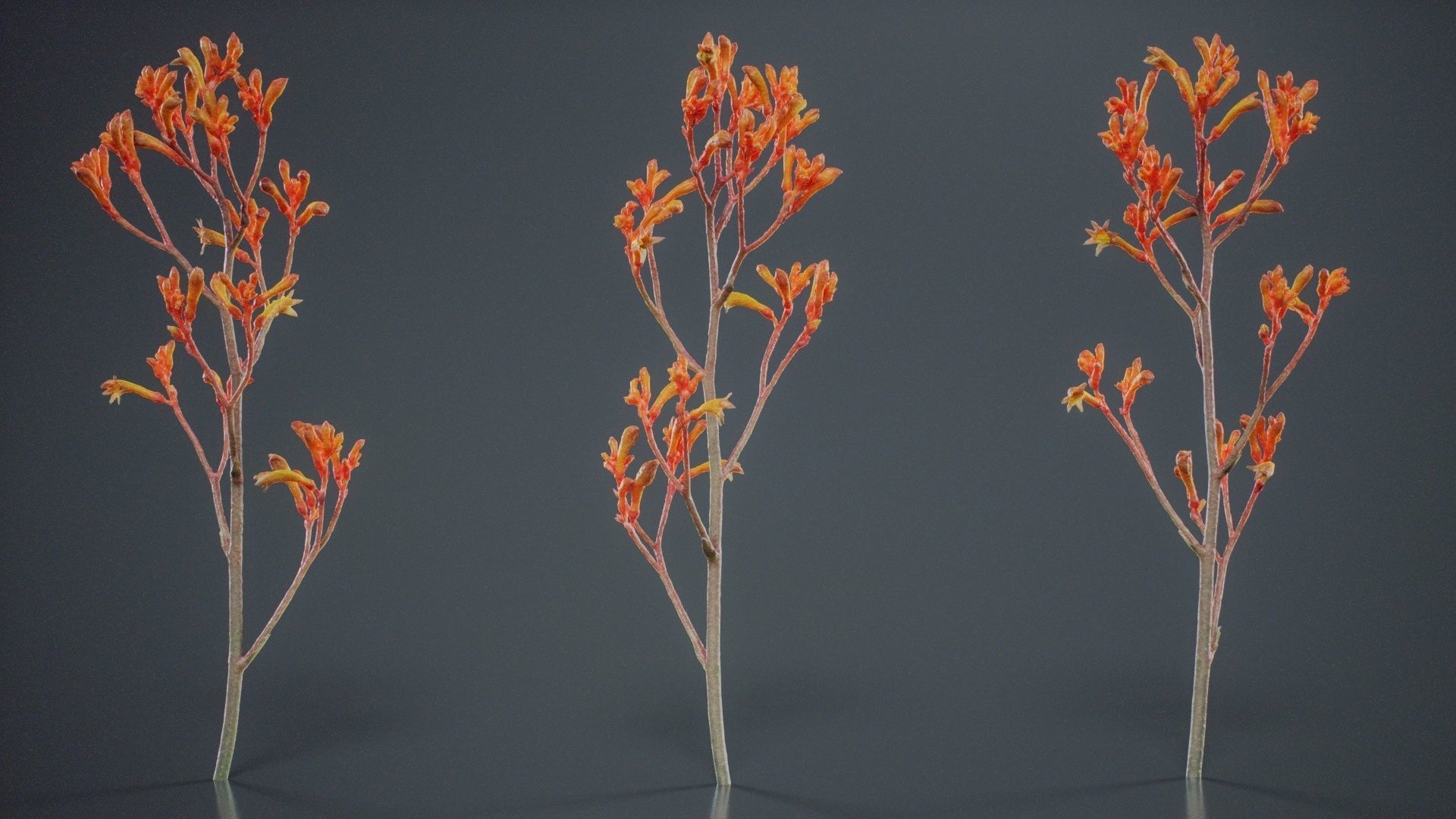 Tall Kangaroo Paw Australian Sword Lily Anigozanthos Flavidus Low-poly 3D model_11