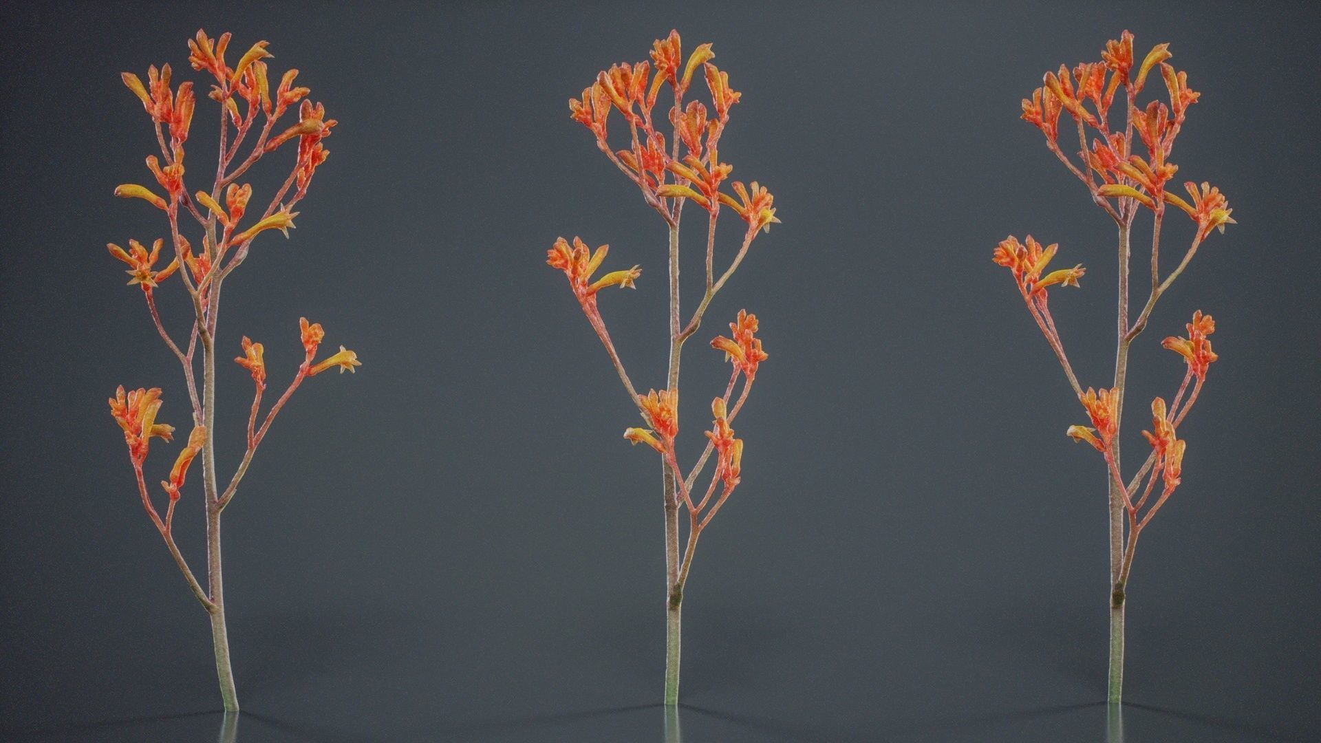 Tall Kangaroo Paw Australian Sword Lily Anigozanthos Flavidus Low-poly 3D model_4