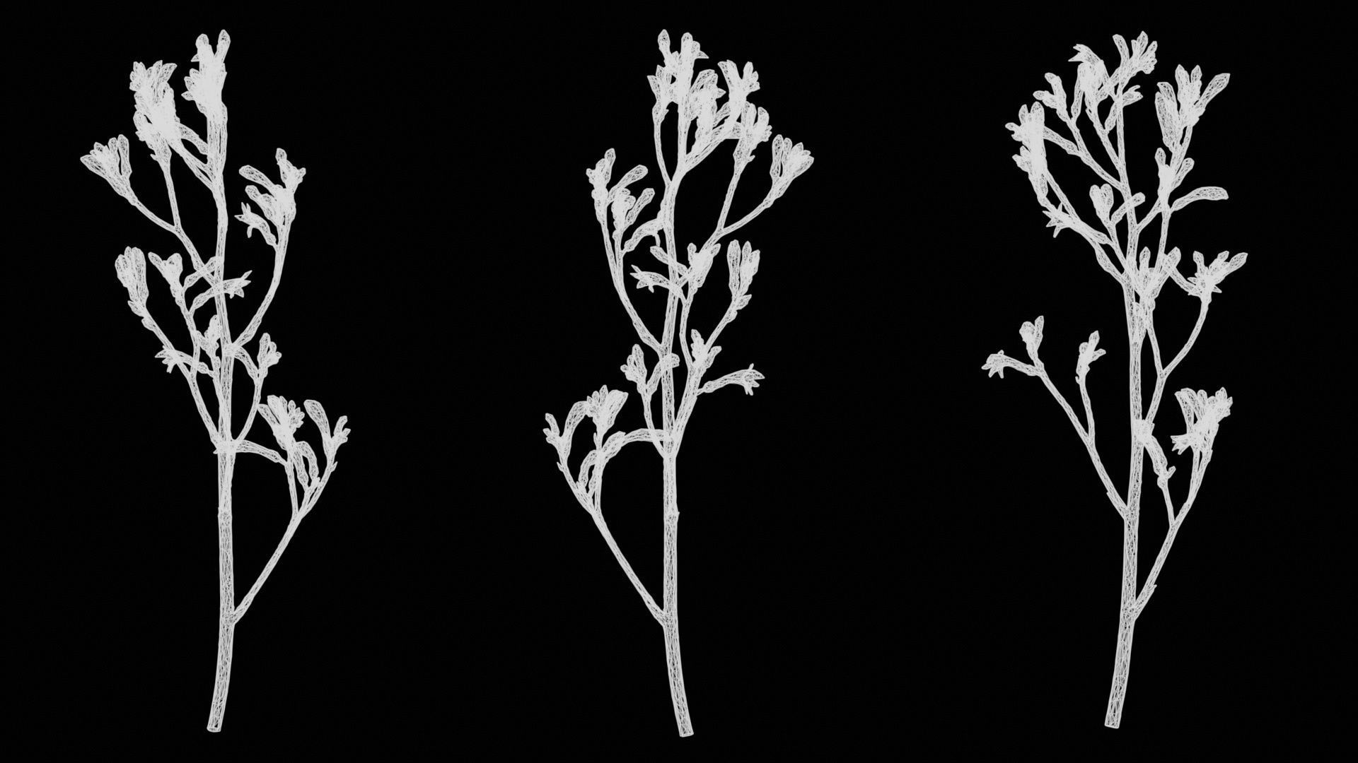 Tall Kangaroo Paw Australian Sword Lily Anigozanthos Flavidus Low-poly 3D model_14